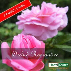 Rose Orchid Romantica Floribunda