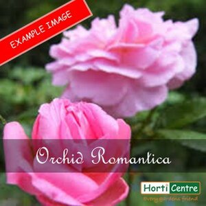 Rose Orchid Romantica Floribunda