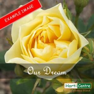 Rose Our Dream Patio
