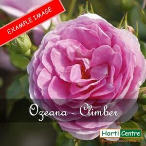 Rose Ozeana Climber