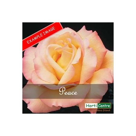 Rose Peace Hybrid Tea