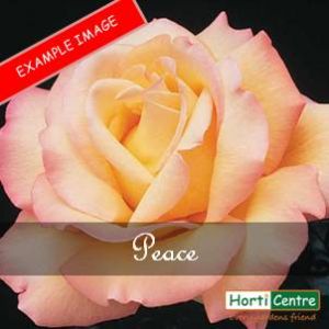 Rose Peace Hybrid Tea