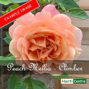Rose Peach Melba Climber