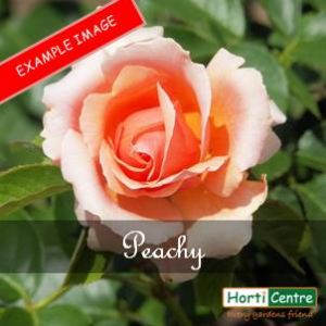 Rose Peachy Patio