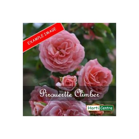 Rose Pirouette Climber