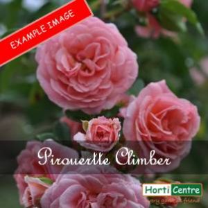 Rose Pirouette Climber
