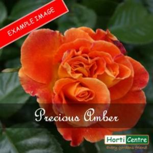 Rose Precious Amber Floribunda