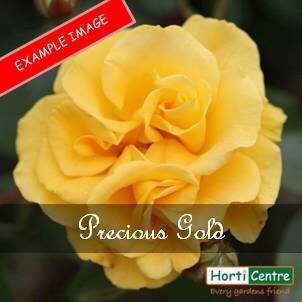 Rose Precious Gold Floribunda