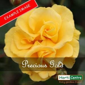 Rose Precious Gold Floribunda