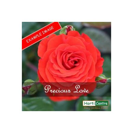 Rose Precious Love Hybrid Tea