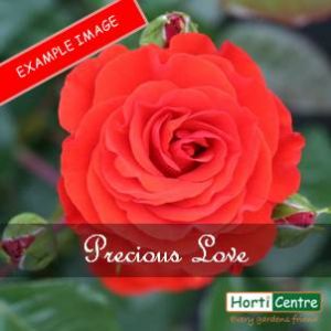 Rose Precious Love Hybrid Tea