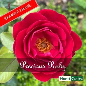 Rose Precious Ruby Hybrid Tea