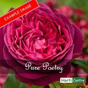 Rose Pure Poetry Hybrid Tea