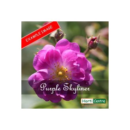 Rose Purple Skyliner Climber