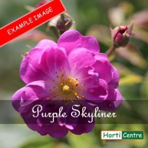 Rose Purple Skyliner Climber