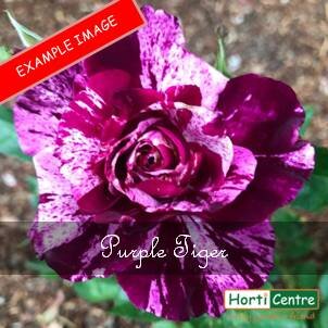 Rose Purple Tiger Floribunda