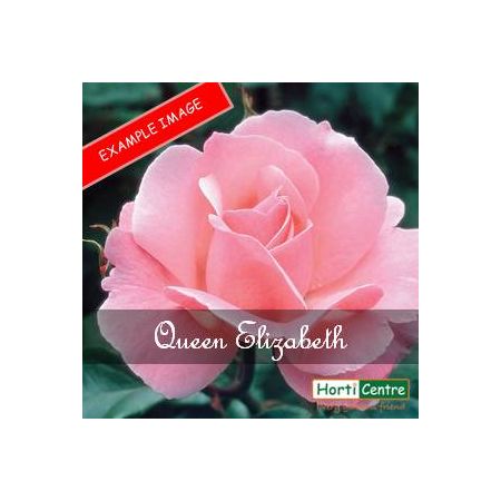 Rose Queen Elizabeth Floribunda