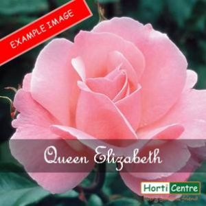 Rose Queen Elizabeth Floribunda