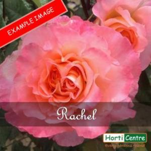 Rose Rachel Hybrid Tea