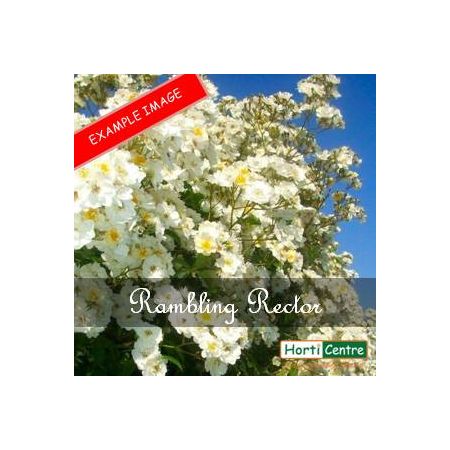 Rose Rambling Rector Climber