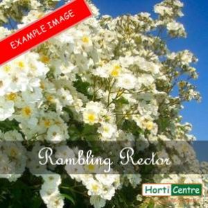 Rose Rambling Rector Climber