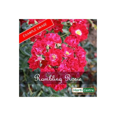 Rose Rambling Rosie Patio Climber