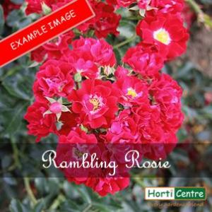 Rose Rambling Rosie Patio Climber