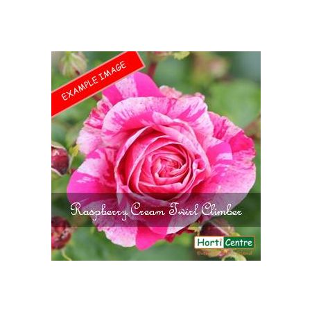 Rose Raspberry Cream Twirl Climber