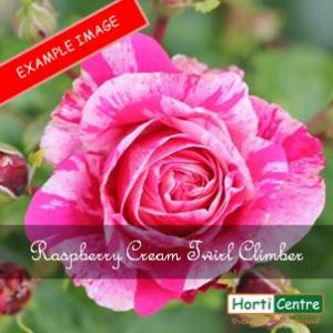 Rose Raspberry Cream Twirl Climber