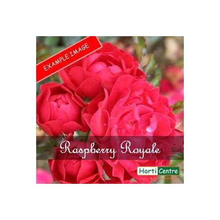 Rose Raspberry Royale Patio