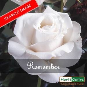 Rose Remember Hybrid Tea