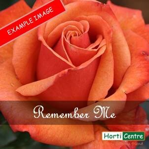 Rose Remember Me Hybrid Tea