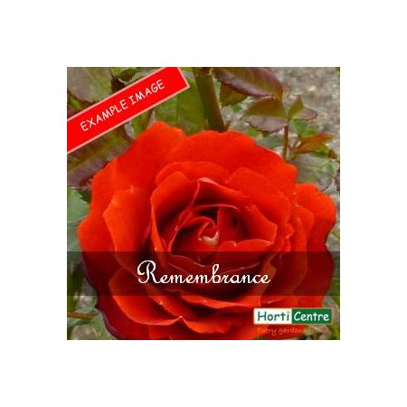 Rose Remembrance Hybrid Tea