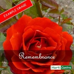 Rose Remembrance Hybrid Tea