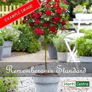 Rose Remembrance Standard
