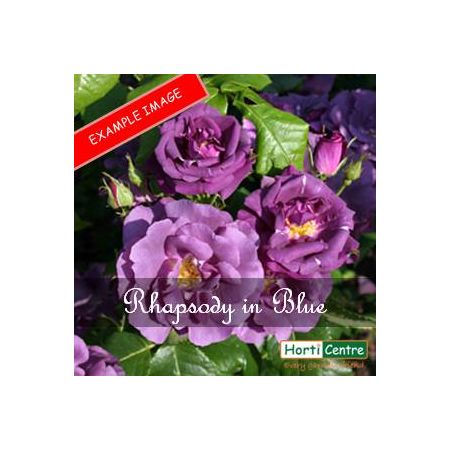 Rose  Rhapsody In Blue Floribunda