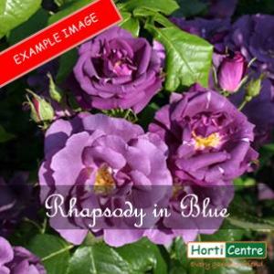 Rose  Rhapsody In Blue Floribunda