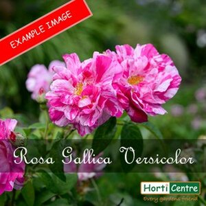 Rose Rosa Gallica Officinalis Classic Shrub