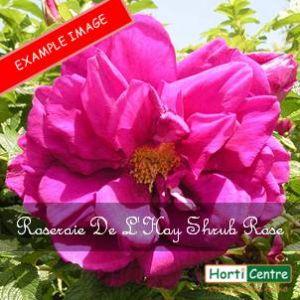 Rose Roseraie De L'Hay