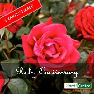 Rose Ruby Anniversary Floribunda