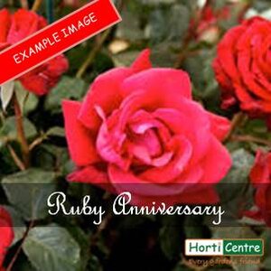 Rose Ruby Anniversary Floribunda