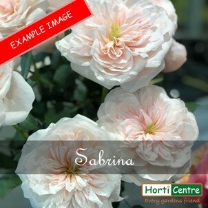Rose Sabrina Climber