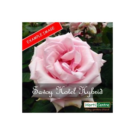 Rose Savoy Hotel Hybrid Tea