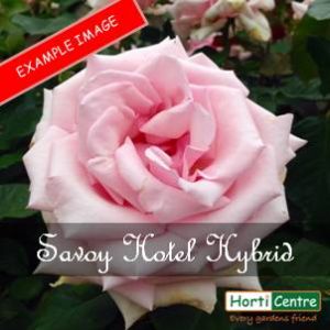 Rose Savoy Hotel Hybrid Tea