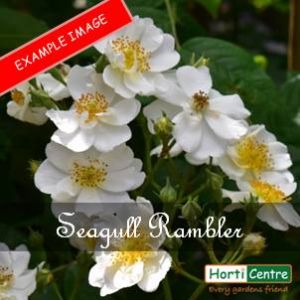 Rose Seagull Rambler