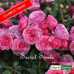 Rose Secret Smile Floribunda