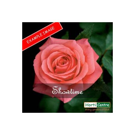 Rose Showtime Hybrid Tea