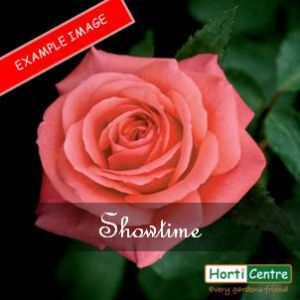 Rose Showtime Hybrid Tea