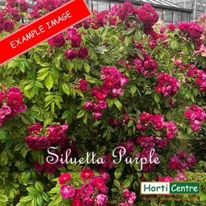Rose Siluetta Purple Climber