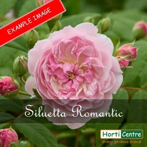 Rose Siluetta Romatic Climber